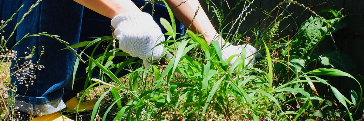 お庭の草刈り
