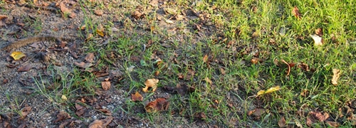 草引き・お庭のお手入れ