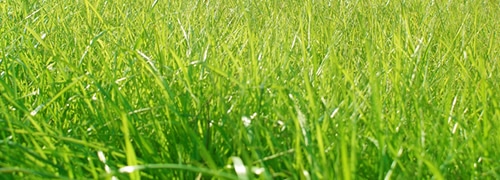 芝生のお手入れ