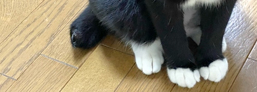 ペット用の滑り止めもお任せ下さい