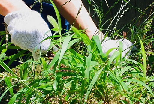 お庭のお手入れ代行